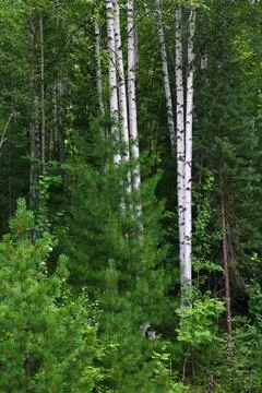 Dense birch trees forest Stock Photos