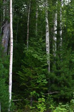 Dense birch trees forest Stock Photos