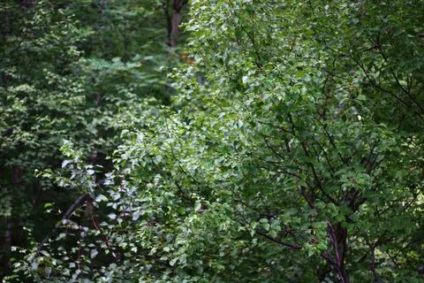 Dense birch trees forest Stock Photos
