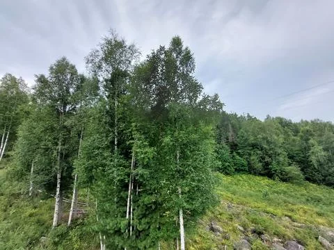 Dense birch trees forest Stock Photos