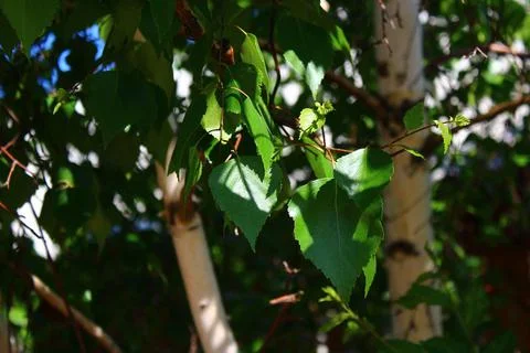 Dense birch trees forest Stock Photos
