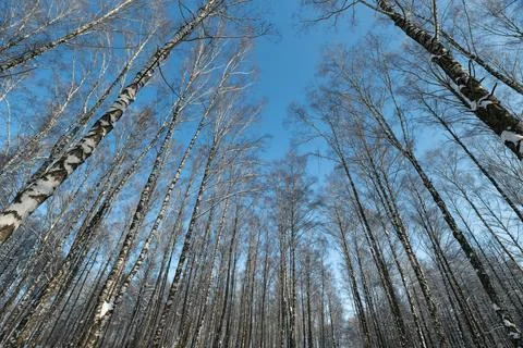 Dense birch trunks creating vertical pattern against clear sky, repetitive lines Stock Photos