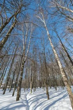 Dense birch trunks forming forest cathedral, vertical lines draw eye upward,  Stock Photos