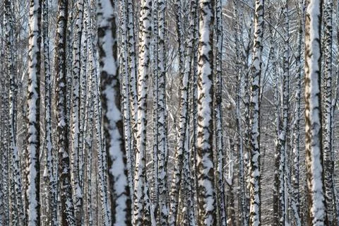 Dense birch trunks forming rhythmic pattern, vertical repetition, high contra 스톡 사진