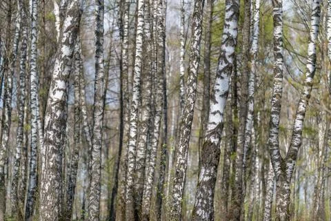 Dense birch trunks forming vertical pattern across woodland, monochrome bar.. Stock Photos