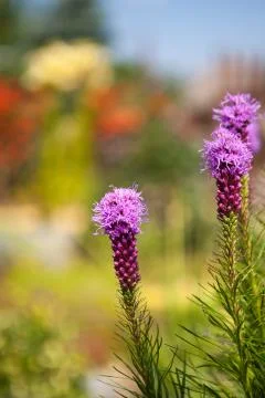 Dense blazing star Stock Photos