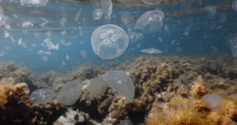 Dense bloom of translucent jellyfish drifting above an algae covered seabed Stock Footage 347773743