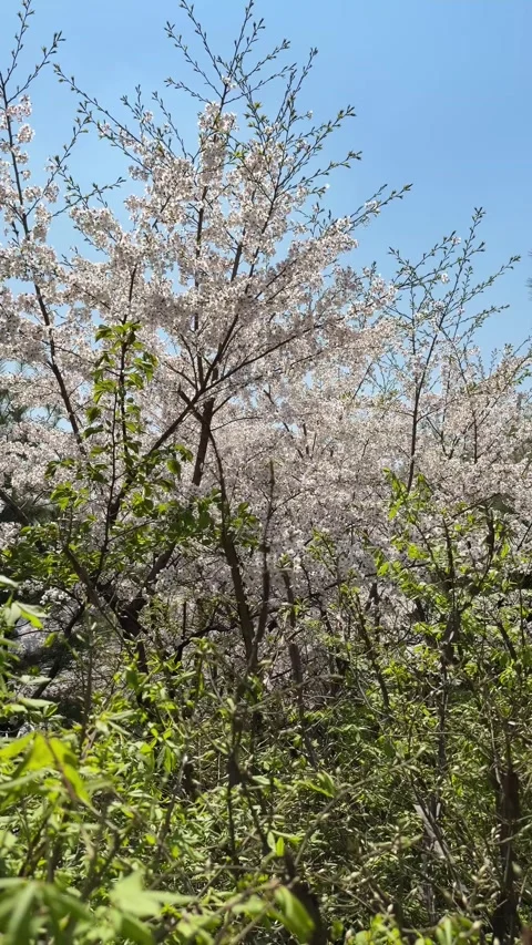 Dense Blooming Cherry Blossoms Against Clear Blue Sky Stockbeeldmateriaal 337557635