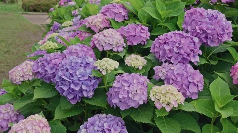 Dense Blue and Purple Hydrangea Clusters Along Garden Path Stock Footage 342002649