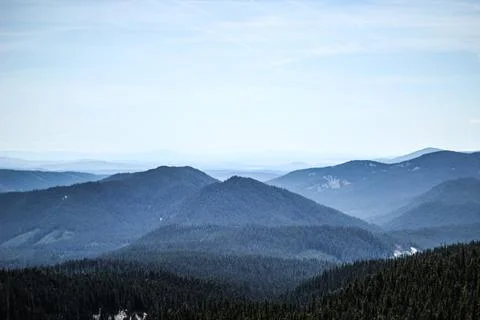 Dense Blue Forest Stock Photos