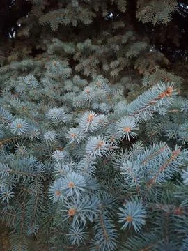 Dense Blue Spruce Foliage Background Texture Stock Photos