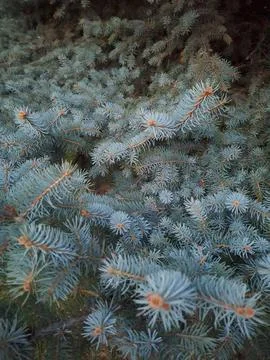 Dense Blue Spruce Foliage Background Texture Stock Photos