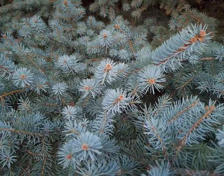 Dense Blue Spruce Foliage Background Texture Stock Photos