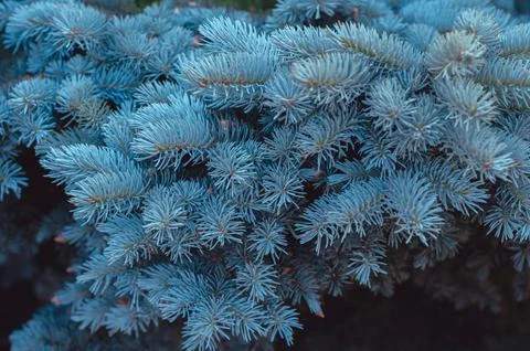 Dense blue spruce foliage close-up Stock Photos