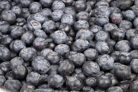 Dense blueberry pattern creating background, uniform repetition and mosaic .. Stock Photos