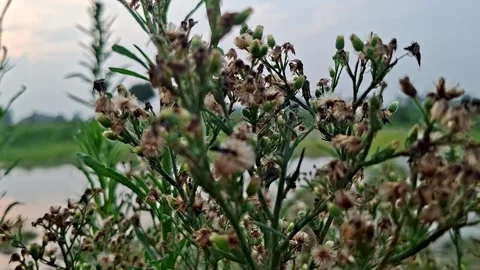 Dense Botanical Clusters Displaying Fibrous Seed Tufts Видео 341647010