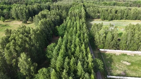Dense botanical forest canopy seen from above Stock-Footage 348001983