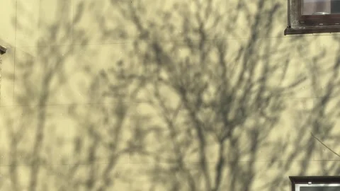 Dense Branch Shadows Create Abstract Patterns on Building Wall Stock Footage 348088113