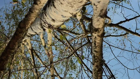 Dense branches of birch in a birch grove, leaves sway in the wind camera dolly Stock Footage 256994371
