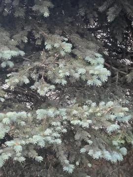 Dense branches of blue spruce conifer tree. Foto stock