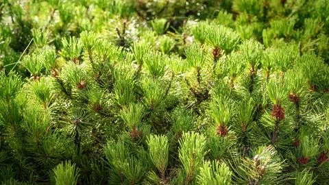 Dense branches of cedar close up Foto stock