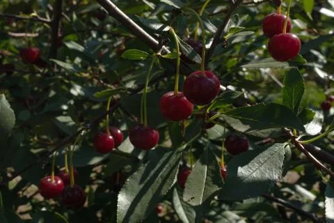 Dense branches of a cherry tree with green leaves and bright red cherries in 库存照片