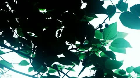 The dense branches foliage covered sky,sunlight through leaves. Stock Footage 11956155