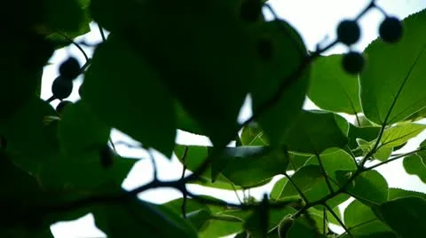 The dense branches foliage & fruit covered sky,sunlight through leaves. Stock Footage