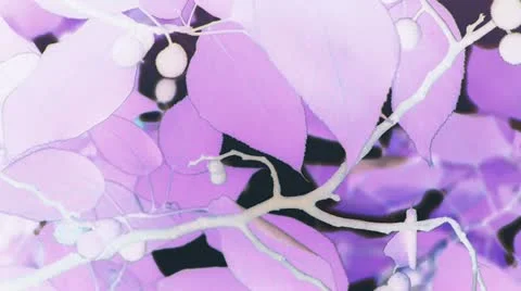 The dense branches foliage pattern covered sky,sunlight through leaves. Stock Footage 11957732