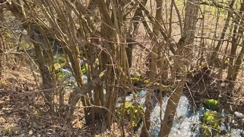 Dense branches frame a quiet, flowing stream. Mount Rtanj Area, Serbia Vidéo 331279045