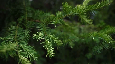 Dense branches of a green christmas tree close, festive new year tree Stock Footage 141486918