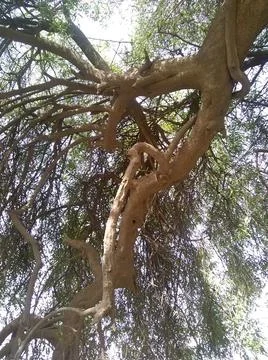 Dense branches of old tree Stock Photos
