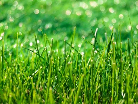 Dense bright green young grass on bokeh background Stock Photos