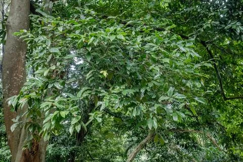 Dense Broadleaf Canopy in a Tropical Forest Stock Photos