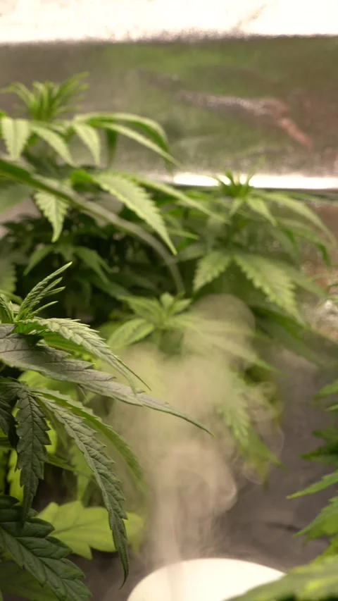 Dense buds growing cannabis. Young plants growing and giant big nugs of weed. Stock Footage 283635725