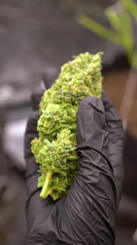 Dense buds growing cannabis. Young plants growing and giant big nugs of weed. Stock Footage 283635755