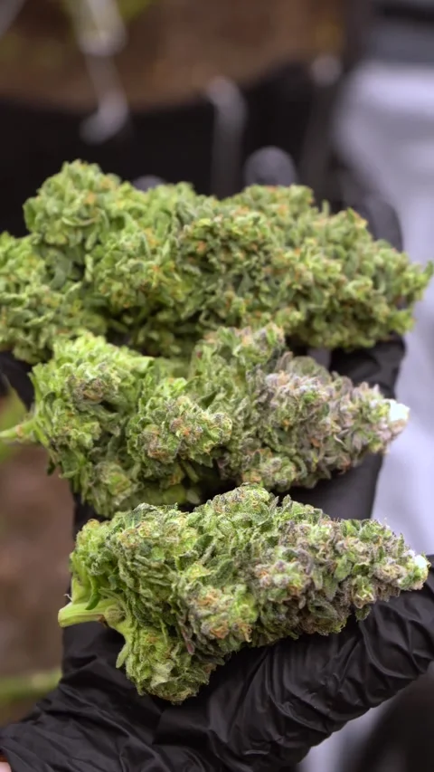 Dense buds growing cannabis. Young plants growing and giant big nugs of weed. Stock Footage 283635774