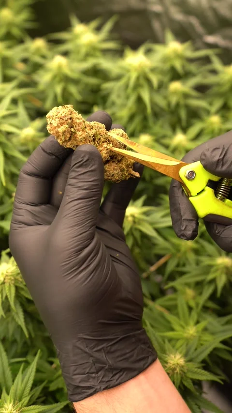 Dense buds growing cannabis. Young plants growing and giant big nugs of weed. Stock Footage 283635816