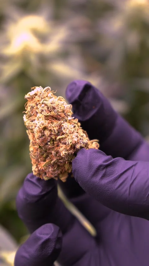 Dense buds growing cannabis. Young plants growing and giant big nugs of weed. Stock Footage 283635985