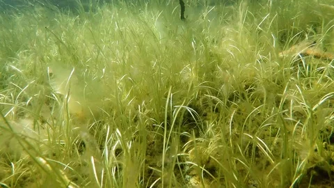 Dense bur-reed plants growing on bottom over water spring Stock Footage 100317151