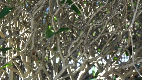 Dense bush branches form natural fence texture with tangled twigs - Woven Hedge Vidéo 339813853