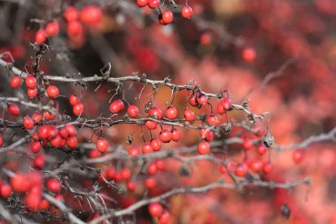 Dense bush with clusters of red berries in fall Stock Photos