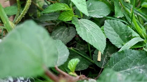 Dense Bush Foliage Displaying Serrated Leaflets Video stock 341193995