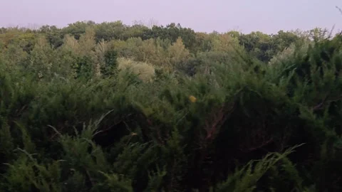 Dense bushes against the background of a forest Video stock 317577418