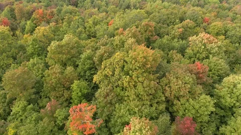 Dense bushy leaf trees moving because of strong winds in Canada Stock Footage 122186222