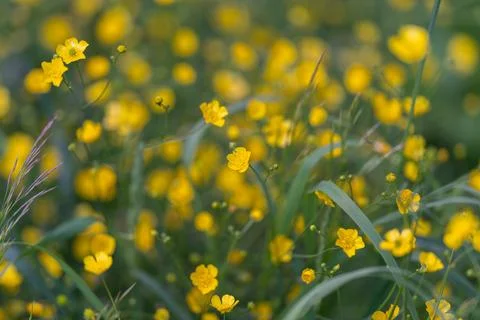 Dense buttercup patch among swaying grasses and seedheads, textured foregroun 写真素材