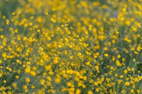 Dense buttercup texture with soft focus and repeating yellow dots, seamless p Stock Photos