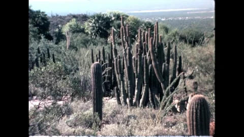 Dense Cacti in Desert Stock Footage 276290451