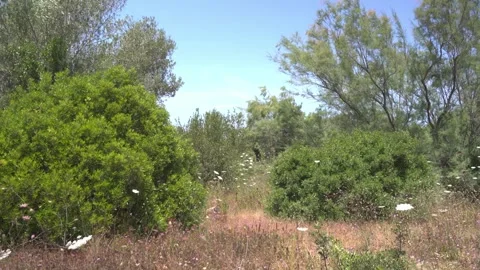 Dense Cane and Shrub Vegetation at Wetland Edge, Maristany, Mallorca Stock Footage 340589616
