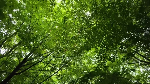 Dense canopy of bright green leaves 動画素材 340435451